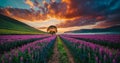 Sunset Blaze over Lavender Fields Royalty Free Stock Photo