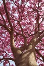 Tabebuia impetiginosa Handroanthus impetiginosus tree in a full pink bloom Royalty Free Stock Photo