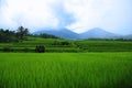 Spectacular terraced rice fields of Jatiluwih