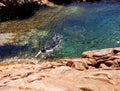 Snorkelling in a Tidal Rock Pool