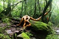 Spectacular tree trunk in Yakushima, Japan