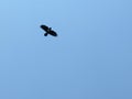 A Spectacular unique view of an isolated crow in flight heading up into the bright blue cloudless sky
