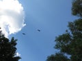 A Spectacular unique view of two crows in mid flight on a cloudy autumn day