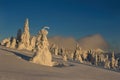 Spectacular view of coniferous trees covered with snow growing in mountains in winter on background of sunset sky.