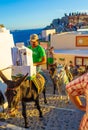 Caravan of donkeys moving narrow cobbled street Oia Santorini Greece