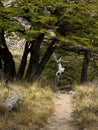 The spectacular view of trail to Laguna Torres