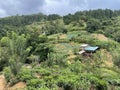 Spectacular view of trees and green plants in Ella rock at Uva Province in Sri Lanka Royalty Free Stock Photo