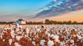 Spectacular Views of Ripe Cotton Fields. Generative AI