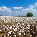 Spectacular Views of Ripe Cotton