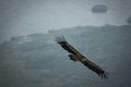 Spectacular vulture gliding near ocean coast