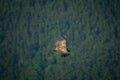 Spectacular vulture gliding over pine tree forest, top view