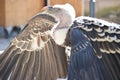Spectacular vulture with open wings
