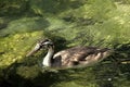 Great crested grebe Podiceps cristatus; immature individual on Lake Garda