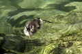 Great crested grebe Podiceps cristatus; immature individual on Lake Garda