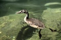 Great crested grebe Podiceps cristatus; immature individual on Lake Garda