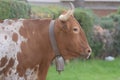 spectacular white bull running across the field Royalty Free Stock Photo