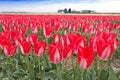 Spectacular White Red Tulips Bulb Field Royalty Free Stock Photo