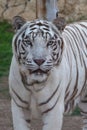 A Spectacular White Tiger shows off its elegant stripes and might. Royalty Free Stock Photo