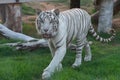 A Spectacular White Tiger shows off its elegant stripes and might. Royalty Free Stock Photo