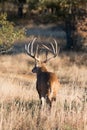 Spectacular whitetail buck looking at approaching doe Royalty Free Stock Photo