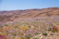 Spectacular wild flower bloom of Diplotaxis acris in the Cruciferae family, in a desert landscape at `Makhtesh Ramon` Hebrew