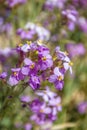 Spectacular wild flower bloom of Diplotaxis acris in the Cruciferae family, in the Negev desert , southern Israel. Spring time