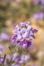 CSpectacular wild flower bloom of Diplotaxis acris in the Cruciferae family, in the Negev desert