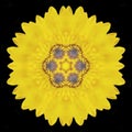 Spectacular yellow flower in mandala isolated in black background