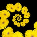 Spectacular yellow flower in mandala isolated in black background