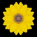 Spectacular yellow flower in mandala isolated in black background