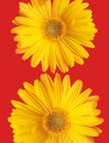 Spectacular yellow flowered background with vibrant colors isolated in color background