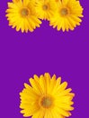 Spectacular yellow flowered background with vibrant colors isolated in color background