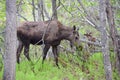 Spectacular young reindeer hidden among vegetation and tree trunks in Alaska, USA, United States of America