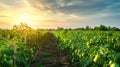 SpectaculSouth Ukrainian Agriculture Field: A scenic blend of green tomatoes, cloud-kissed sunset