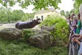 Spectators looking at a river horse with open mouth