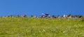 Spectators in Mountains - Tour de France 2014