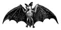 Spectral Bat, vintage illustration Royalty Free Stock Photo