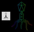 Spectrum Gradiented Polygonal Net Virus Icon Royalty Free Stock Photo