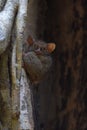 Spectral tarsier Royalty Free Stock Photo