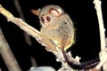 Spectral Tarsier, Tangkoko, North Sulawesi Royalty Free Stock Photo