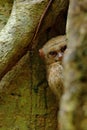 Spectral Tarsier, Tarsius spectrum, hidden portrait of rare nocturnal animal, in the large ficus tree, Tangkoko National Park, Su Royalty Free Stock Photo