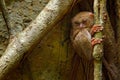 Spectral Tarsier, Tarsius spectrum, hidden portrait of rare nocturnal animal, in the large ficus tree, Tangkoko National Park