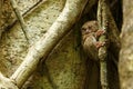 Spectral Tarsier, Tarsius spectrum, portrait of rare endemic nocturnal mammals, small cute primate in large ficus tree in jungle, Royalty Free Stock Photo