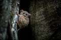 Spectral Tarsier, Tarsius spectrum, portrait of rare endemic nocturnal mammals, small cute primate in large ficus tree in jungle,