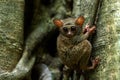 Spectral Tarsier, Tarsius spectrum, portrait of rare endemic nocturnal mammals, small cute primate in large ficus tree in jungle,