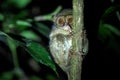 Spectral Tarsier, Tarsius spectrum, portrait of rare endemic nocturnal mammals, small cute primate in large ficus tree in jungle, Royalty Free Stock Photo