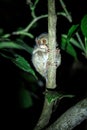 Spectral Tarsier, Tarsius spectrum, portrait of rare endemic nocturnal mammals, small cute primate in large ficus tree in jungle, Royalty Free Stock Photo