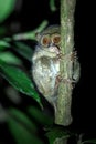 Spectral Tarsier, Tarsius spectrum, portrait of rare endemic nocturnal mammals, small cute primate in large ficus tree in jungle, Royalty Free Stock Photo