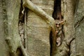 Spectral Tarsier, Tarsius spectrum, portrait of rare nocturnal animal with killed green grasshopper, in the large ficus tree, Royalty Free Stock Photo