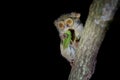 Spectral Tarsier, Tarsius spectrum, portrait of rare nocturnal animal with killed green grasshopper, in the large ficus tree, Royalty Free Stock Photo